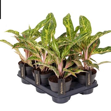 Aglaonema 'Twiggy Red'