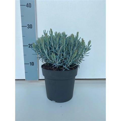 Andromeda polifolia 'Blue Lagoon'