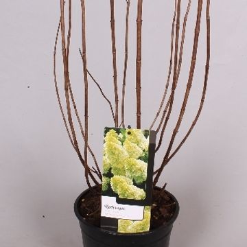 Hydrangea paniculata MAGICAL CANDLE