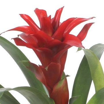 Guzmania 'Denise'