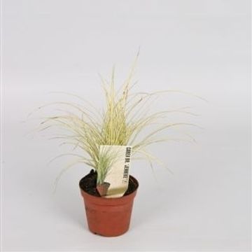 Carex brunnea 'Jenneke'