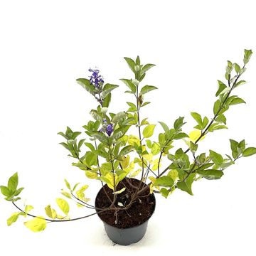 Vitex CHICAGOLAND BLUES