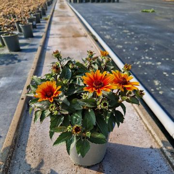 Heliopsis helianthoides 'Sole Scuro'
