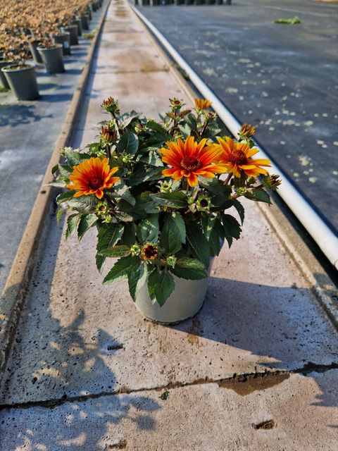 Heliopsis helianthoides 'Sole Scuro'