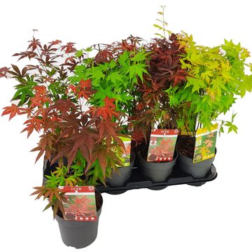 Acer palmatum MIX