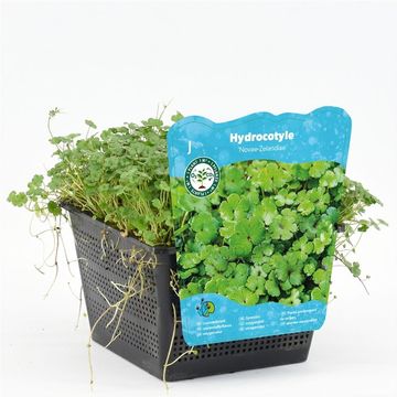 Hydrocotyle novae-zelandiae