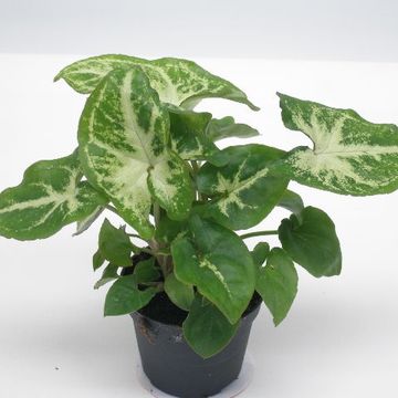 Syngonium ROBUSTA