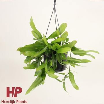 Epiphyllum pumilum