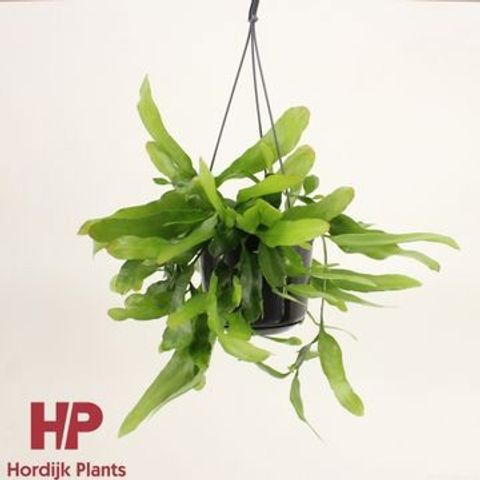 Epiphyllum pumilum
