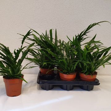 Aglaomorpha coronans 'Jim'