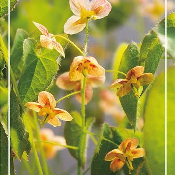 Epimedium pubigerum 'Orangekönigin'