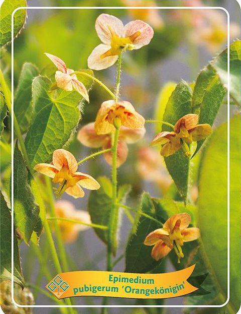 Epimedium pubigerum 'Orangekönigin'