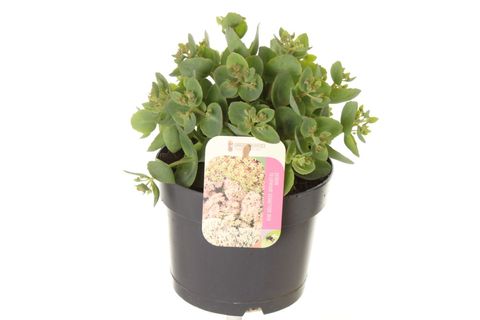 Sedum telephium SEDUCTION ROSE CHARM