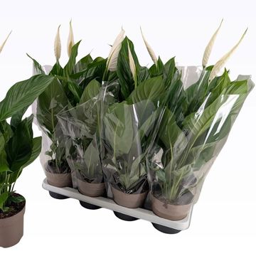Spathiphyllum 'Sweet Silvio'