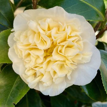 Camellia x williamsii 'Jury's Yellow'