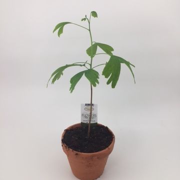 Ginkgo biloba