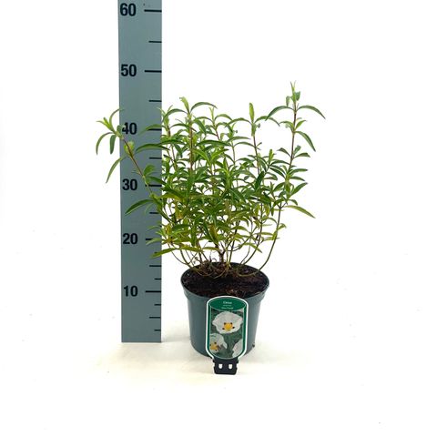 Cistus x purpureus 'Alan Fradd'