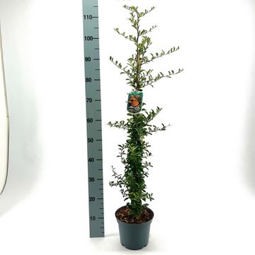 Pyracantha 'Soleil d'Or'