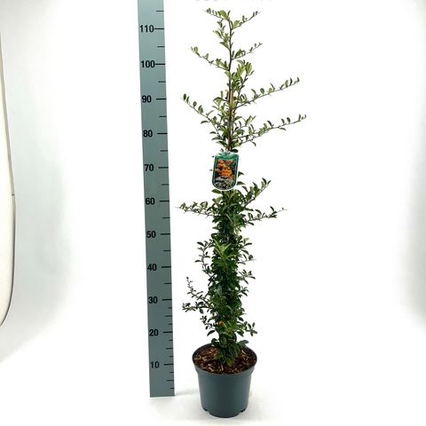 Pyracantha 'Soleil d'Or'