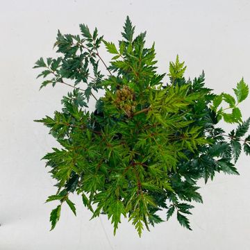 Astilbe 'Hennie Graafland'