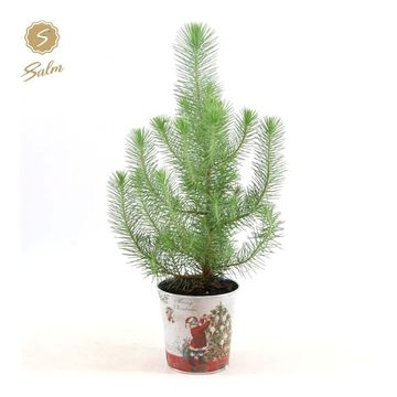 Pinus pinea 'Silver Crest'