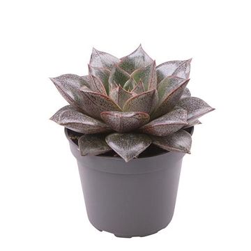 Echeveria purpusorum