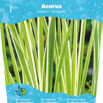 Acorus calamus 'Variegatus'
