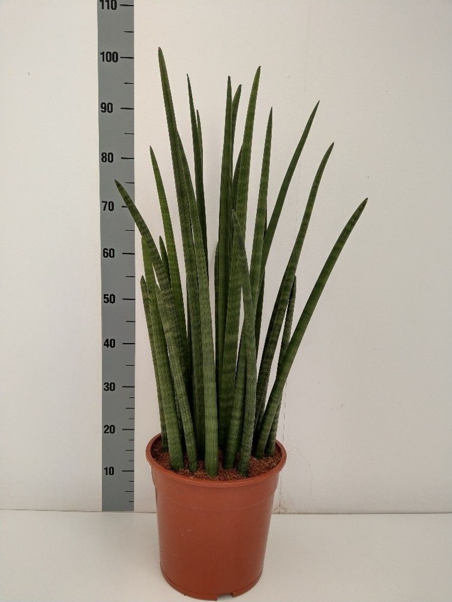 Sansevieria cylindrica 'Wave' — Plant Wholesale FlorAccess