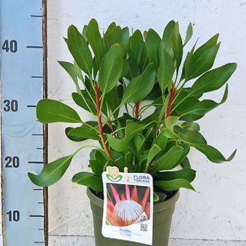 Protea cynaroides 'Madiba'