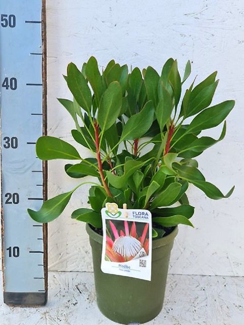 Protea cynaroides 'Мадиба'