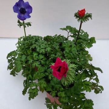 Anemone coronaria ANIMO MIX