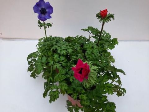 Anemone coronaria ANIMO MIX