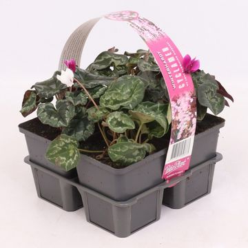 Cyclamen hederifolium GREEN LEAF MIX