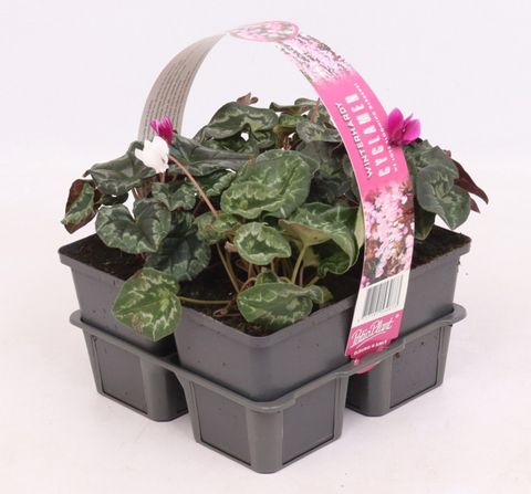 Cyclamen hederifolium GREEN LEAF MIX