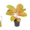 Aglaonema 'Grand Blossom'