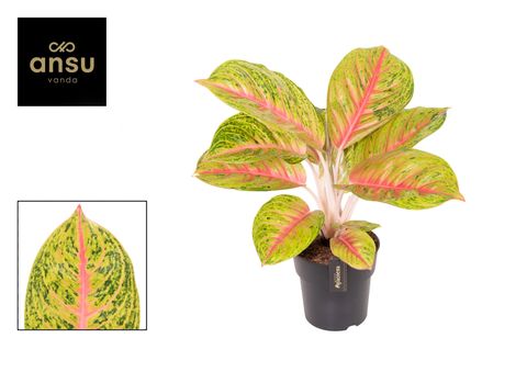 Aglaonema 'Grand Blossom'