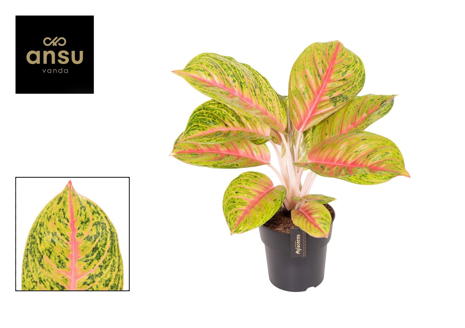 Gibia Aglaonema 'Grand Blossom' — Mayorista de plantas FlorAccess