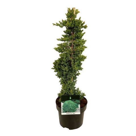 Juniperus procumbens 'Nana'