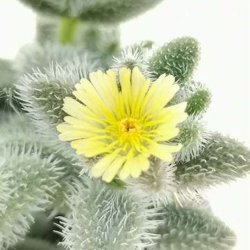 Delosperma echinatum