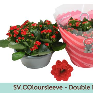 Kalanchoe DOUBLE RED