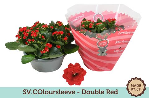 Kalanchoe DOUBLE RED