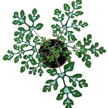 Adenia perrieri