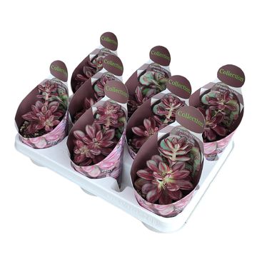 Echeveria nodulosa 'Maruba Beni-tsukasa'