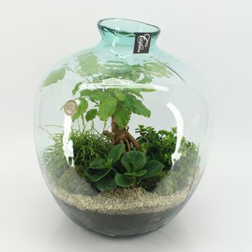 Composizione Terrarium