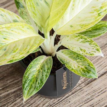 Aglaonema 'Arctic Lime'