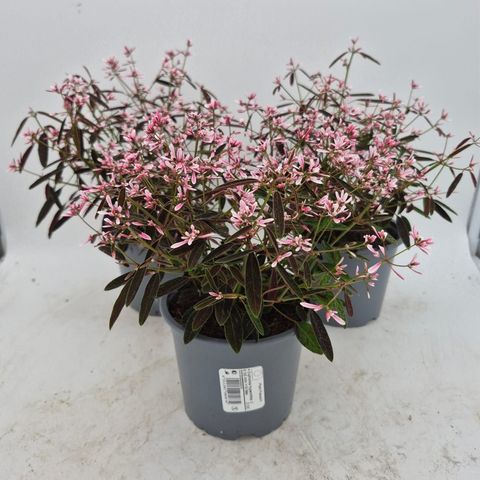 Euphorbia hypericifolia 'Shades in Pink'