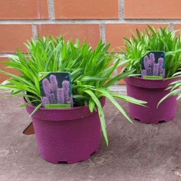 Liatris spicata
