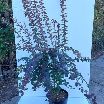 Berberis x ottawensis 'Суперба'