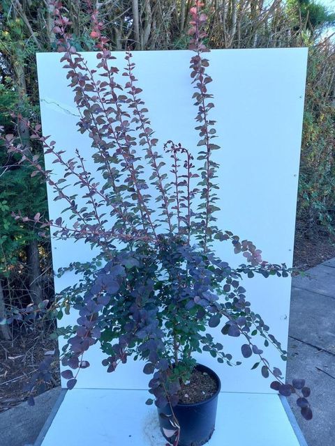 Berberis x ottawensis 'Superba'