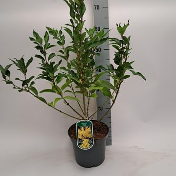 Forsythia x intermedia 'Lynwood'